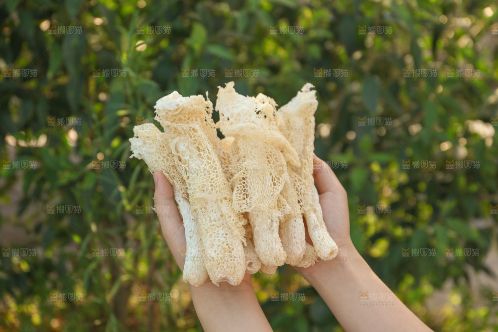 竹荪