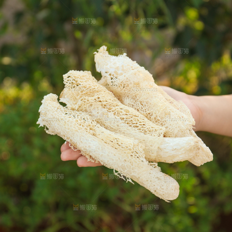 竹荪
