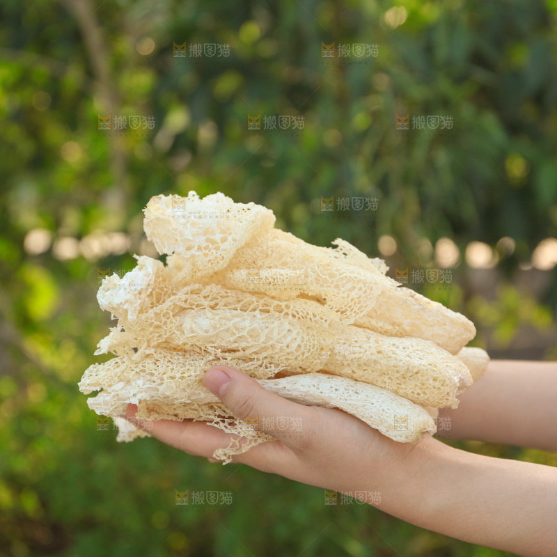 竹荪
