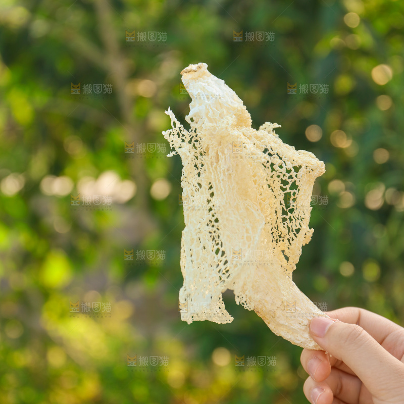 竹荪