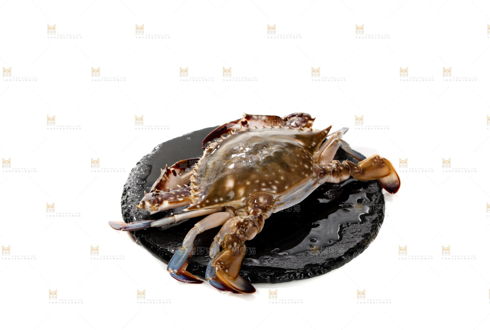 梭子蟹