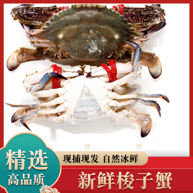 梭子蟹