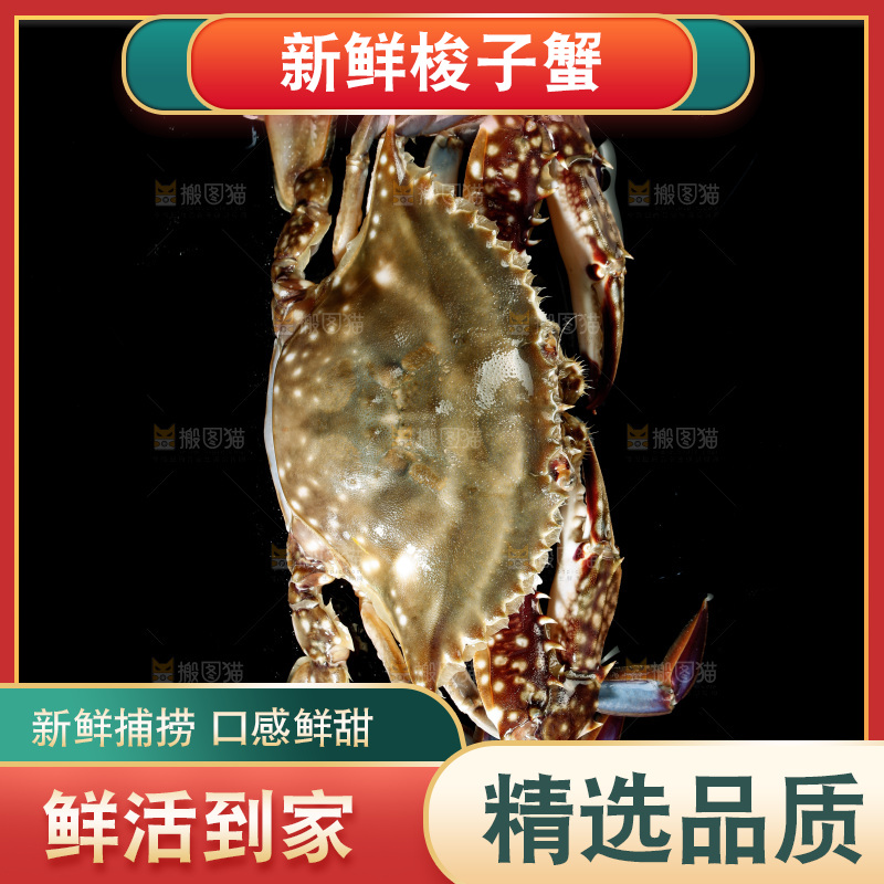 梭子蟹