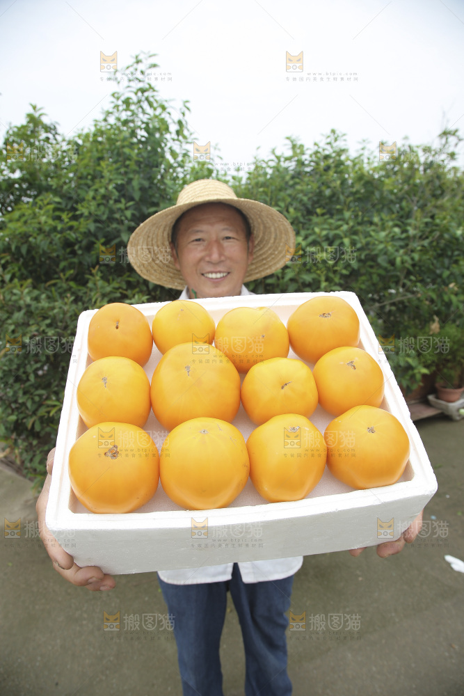 五原黄柿子