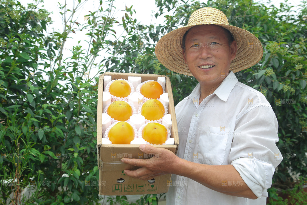 五原黄柿子