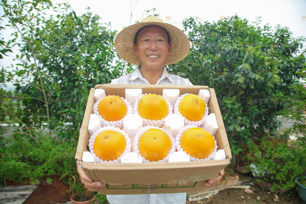 五原黄柿子