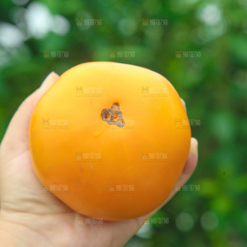 五原黄柿子