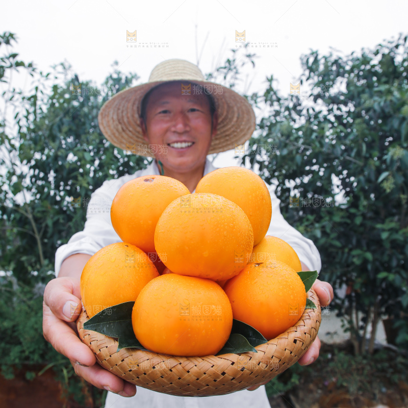 五原黄柿子