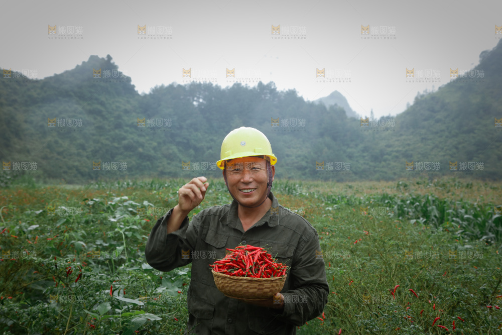 小米辣采摘