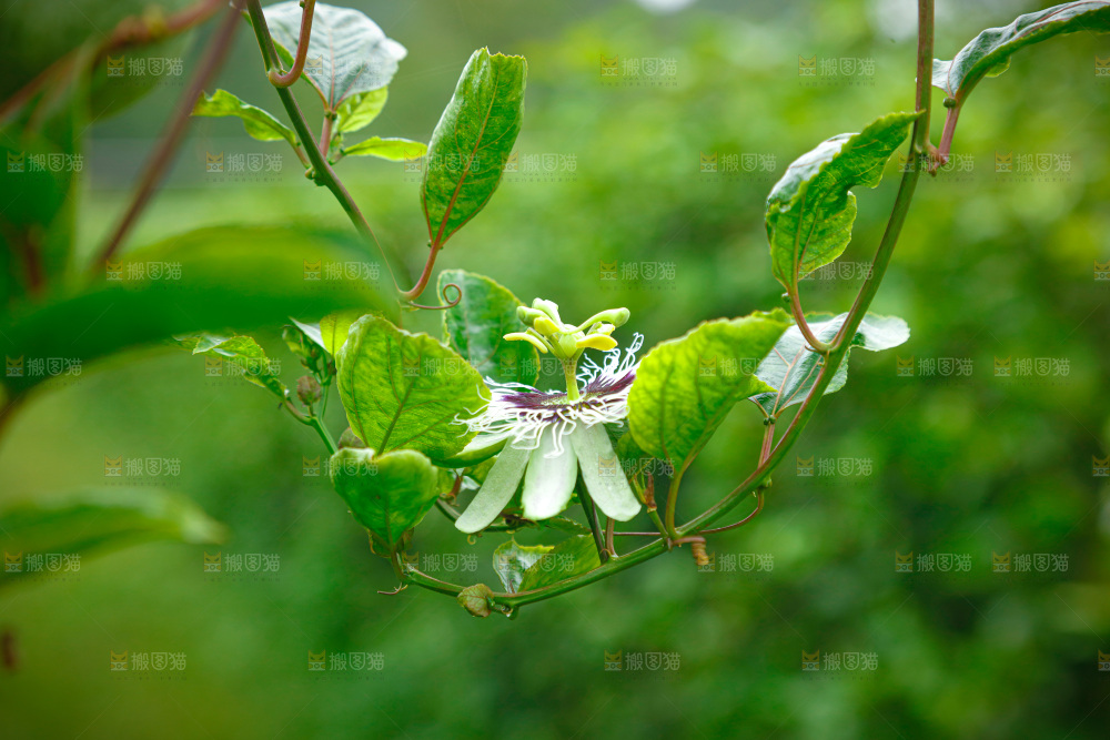 百香果产地
