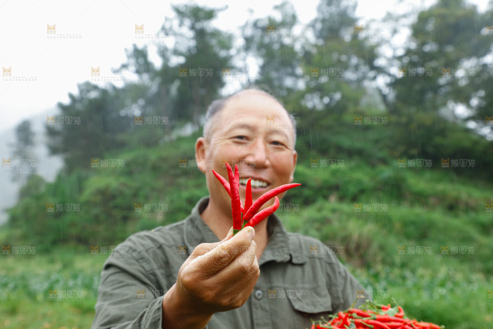 小米辣采摘