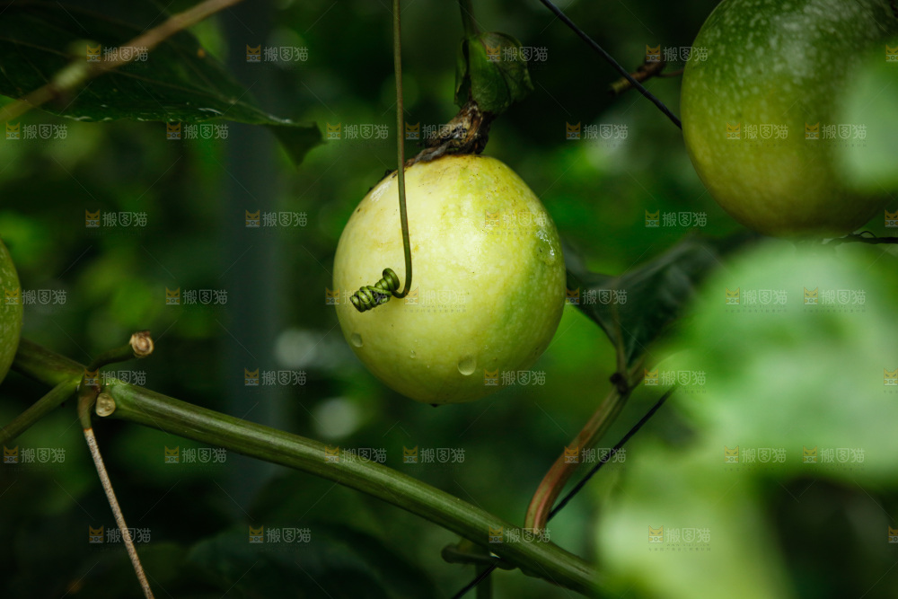 百香果产地