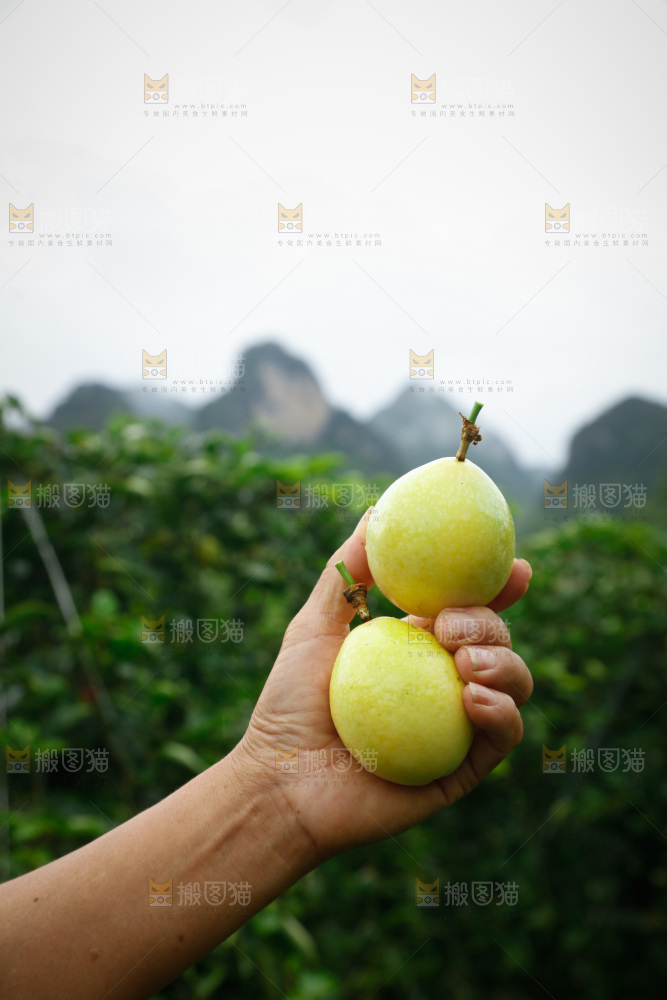 百香果产地