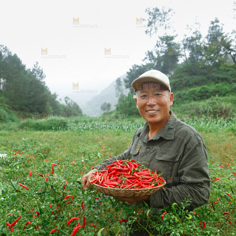 小米辣采摘