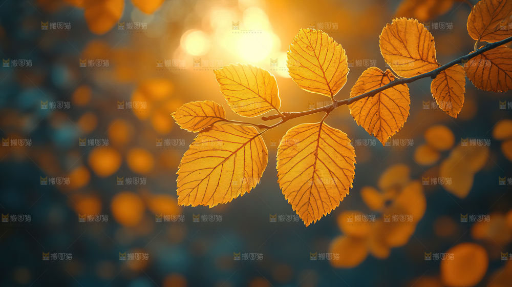 秋日落叶景观场景建筑素材