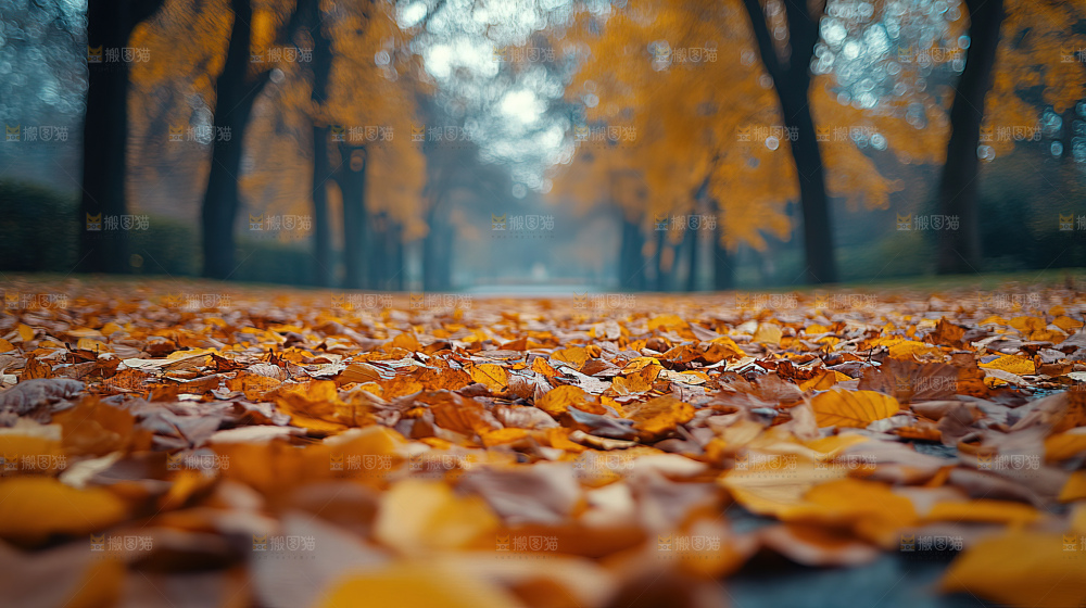 秋日落叶景观场景建筑素材