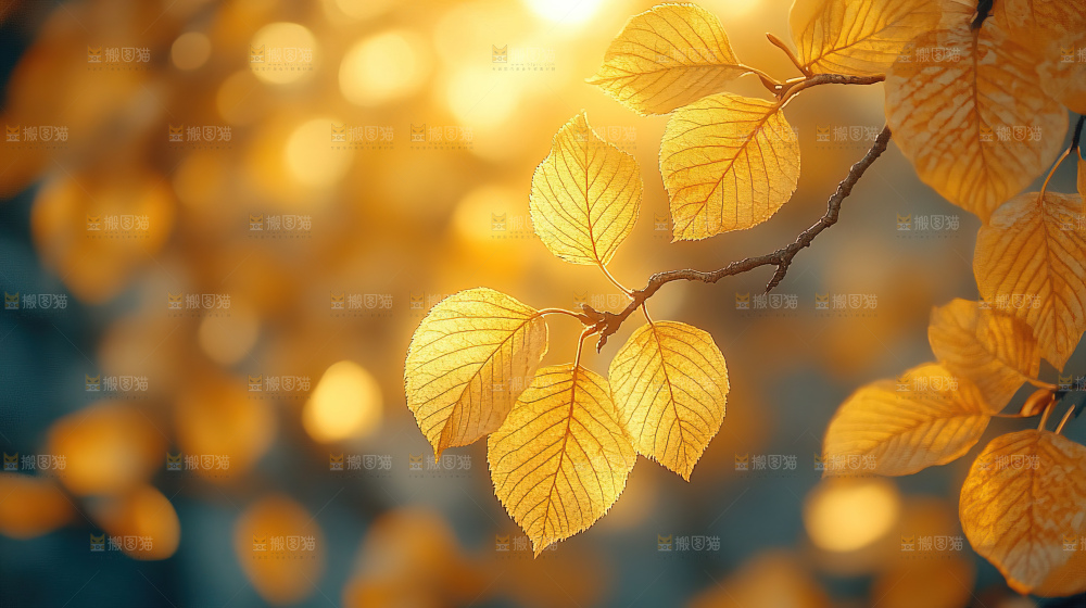 秋日落叶景观场景建筑素材