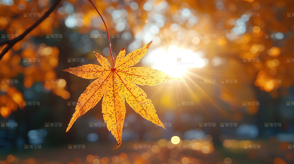 秋日落叶景观场景建筑素材