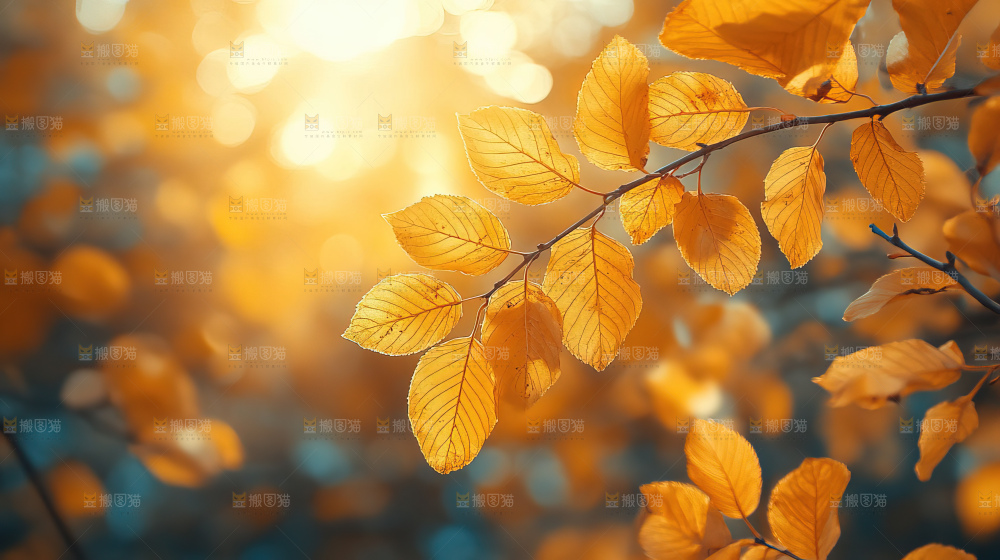 秋日落叶景观场景建筑素材
