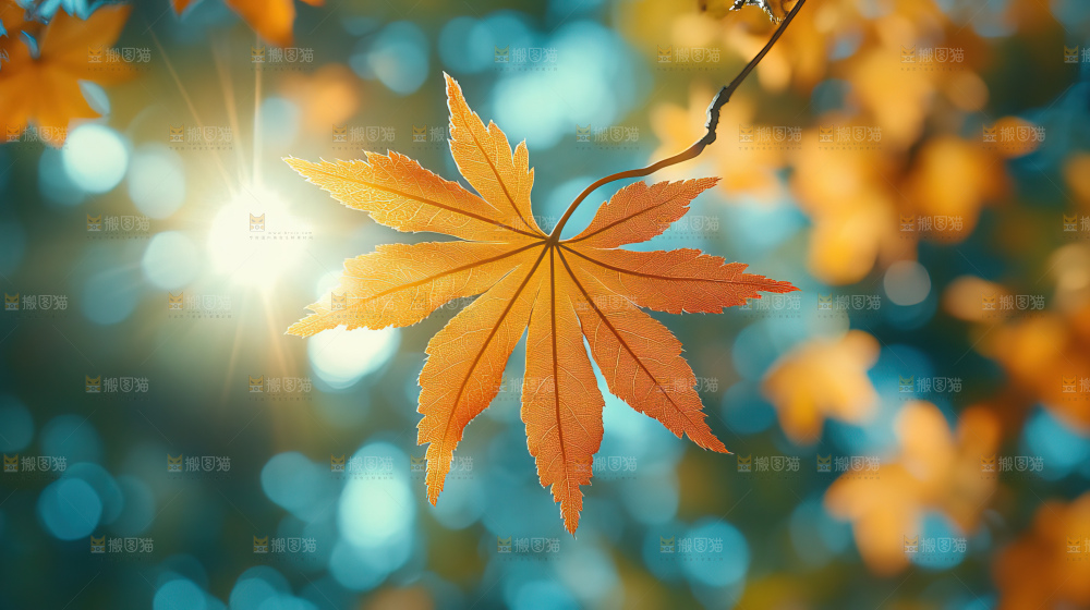 秋日落叶景观场景建筑素材
