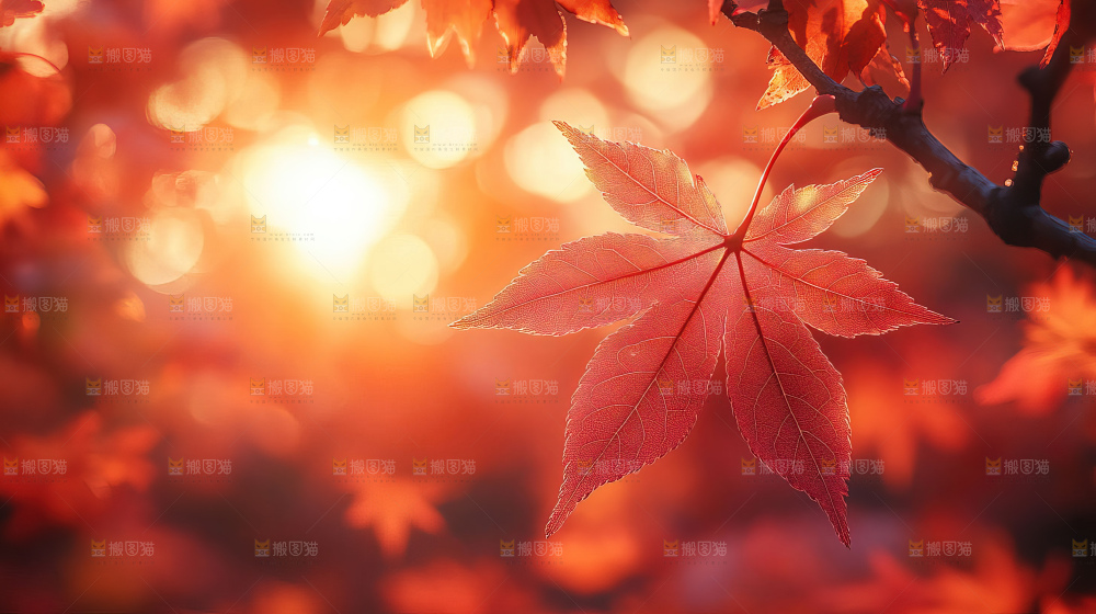 秋日落叶景观场景建筑素材