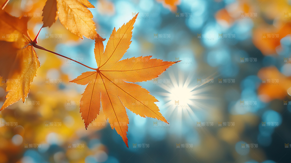 秋日落叶景观场景建筑素材