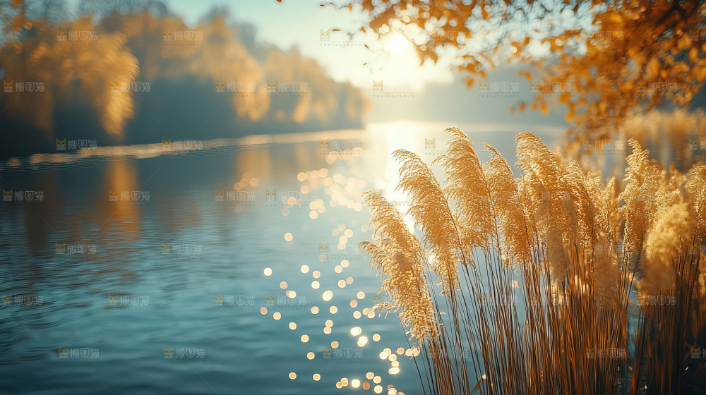 秋日芦苇自然风景合集