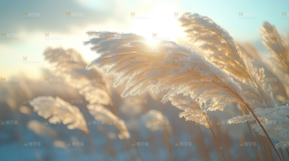 秋日芦苇自然风景合集