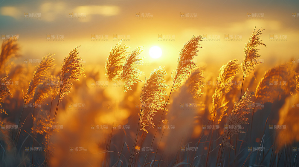 秋日芦苇自然风景合集