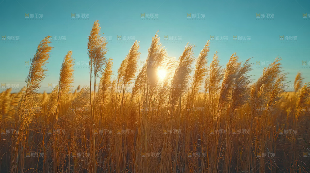 秋日芦苇自然风景合集