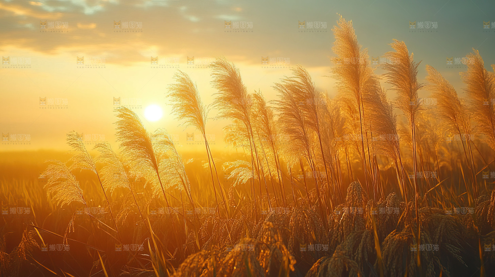 秋日芦苇自然风景合集