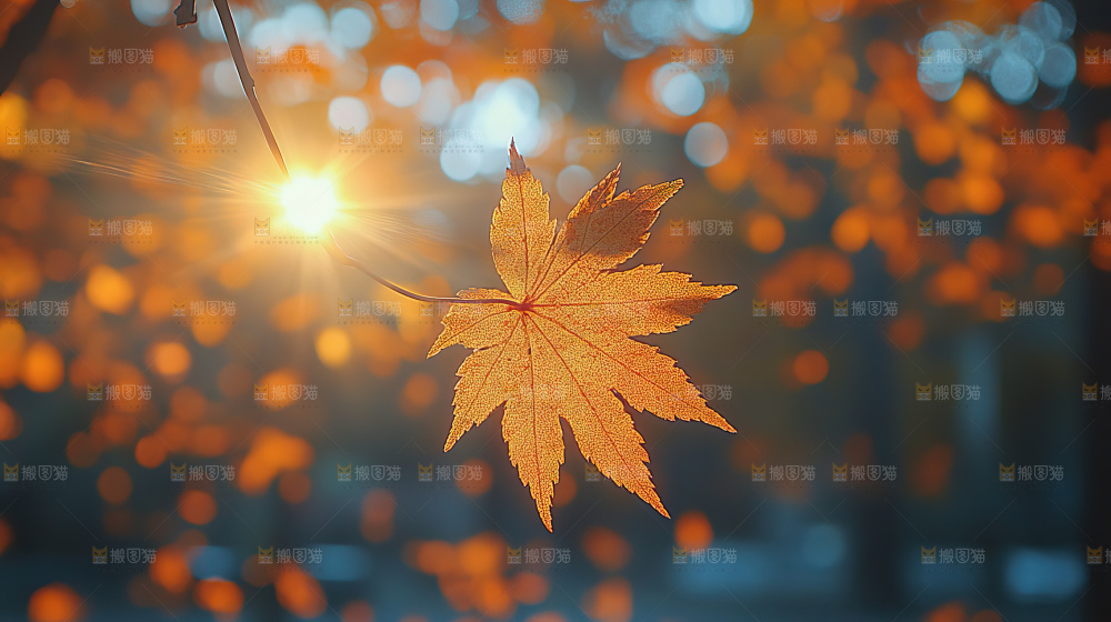 秋日落叶景观场景建筑素材