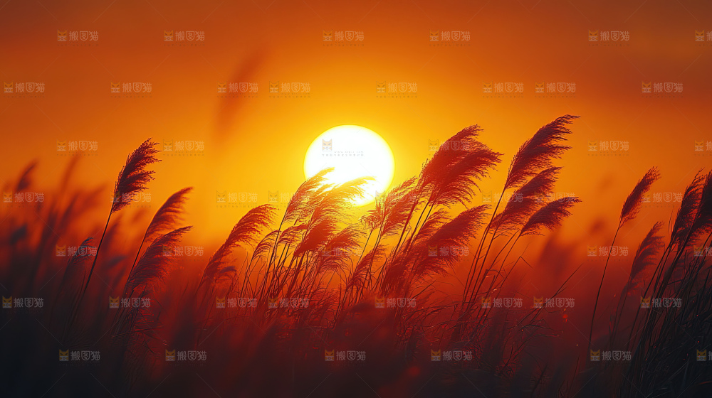 秋日芦苇自然风景合集