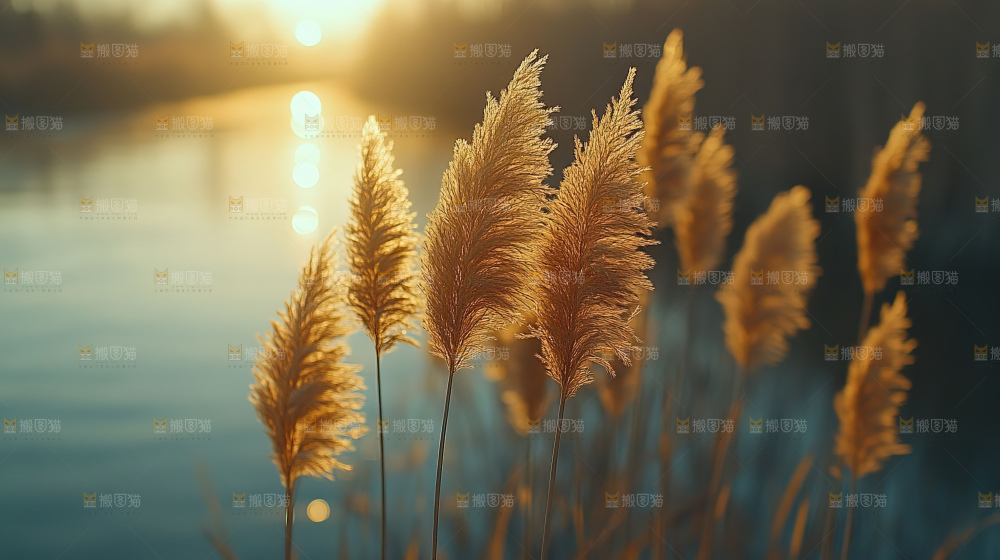 秋日芦苇自然风景合集