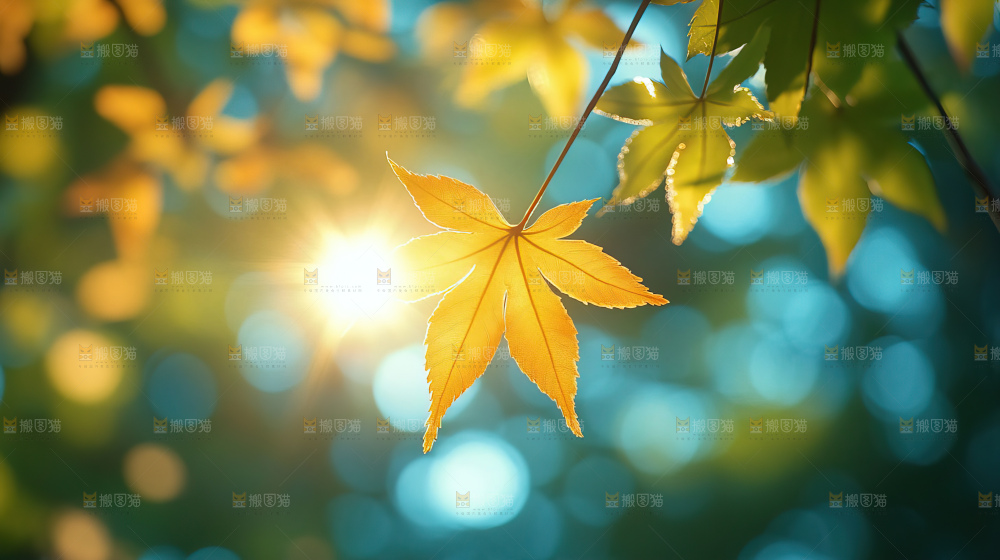 阳光光晕绿色自然生命希望