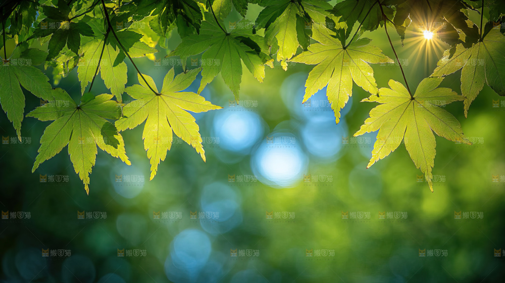 阳光光晕绿色自然生命希望