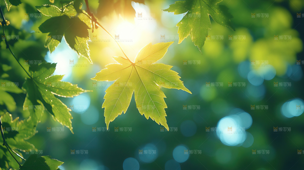 阳光光晕绿色自然生命希望