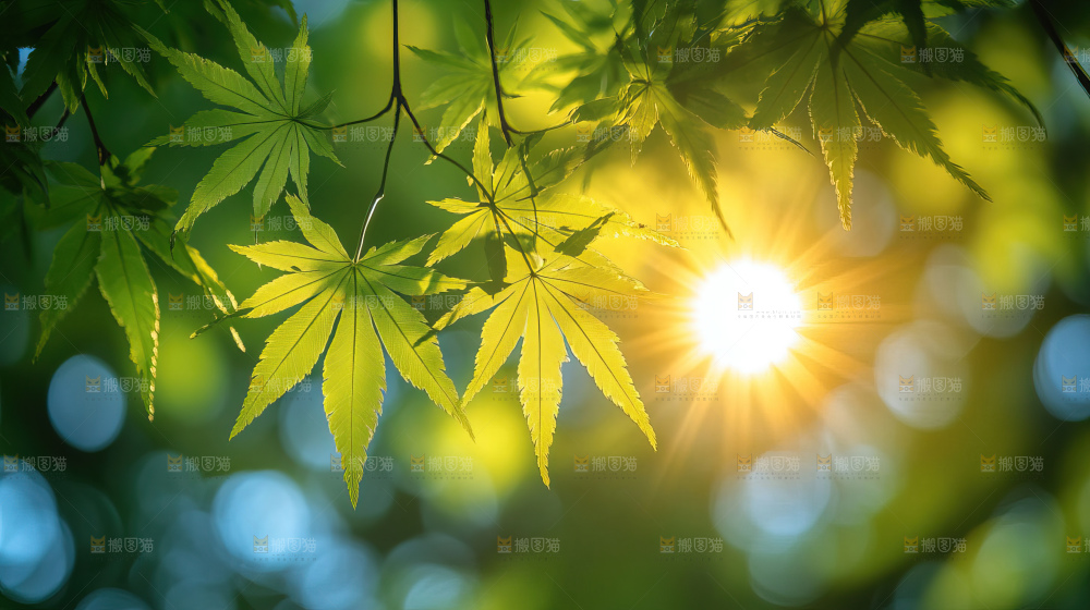 阳光光晕绿色自然生命希望