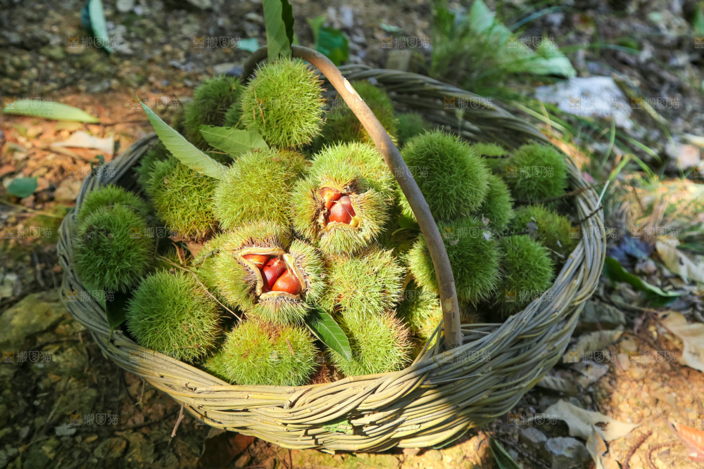 板栗产地