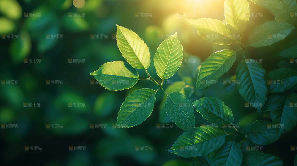 夏日阳光光晕绿色自然生命希望