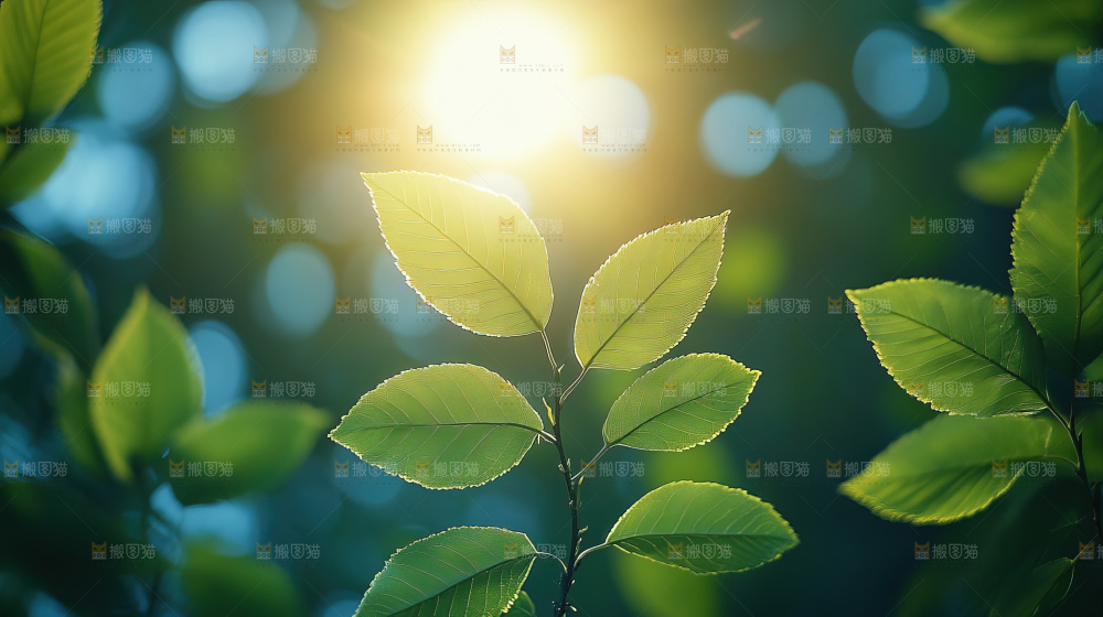 夏日阳光光晕绿色自然生命希望