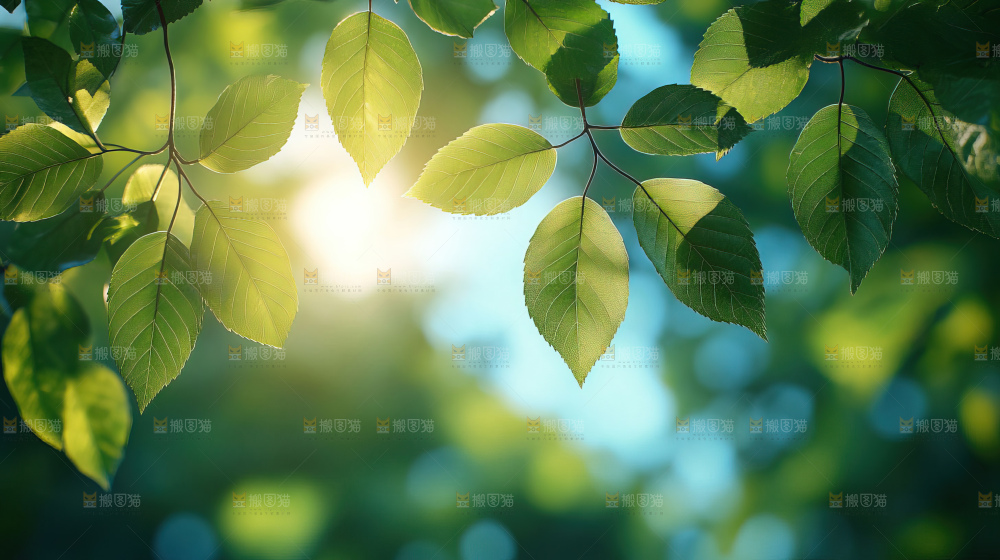 夏日阳光光晕绿色自然生命希望