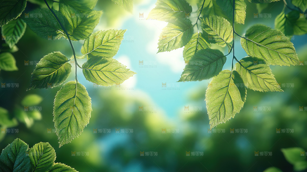 夏日阳光光晕绿色自然生命希望