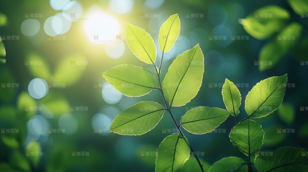 夏日阳光光晕绿色自然生命希望