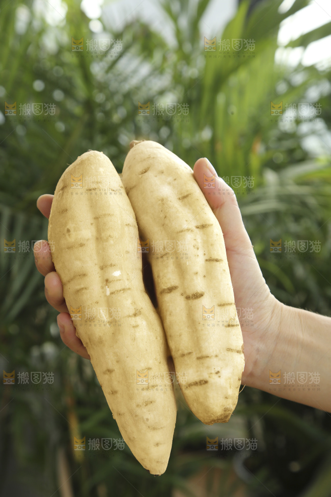 白皮人参薯