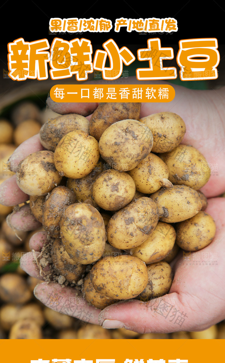新鲜小土豆详情页