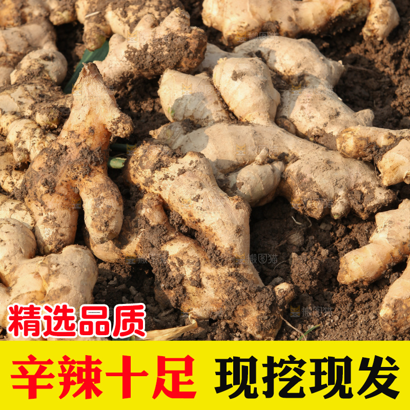 生姜