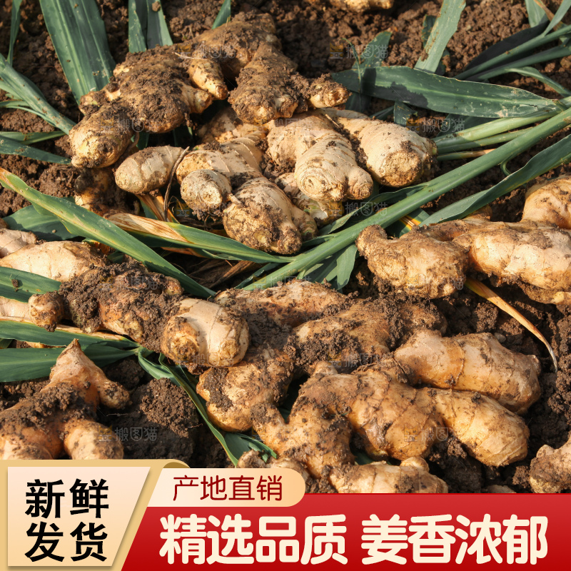 生姜