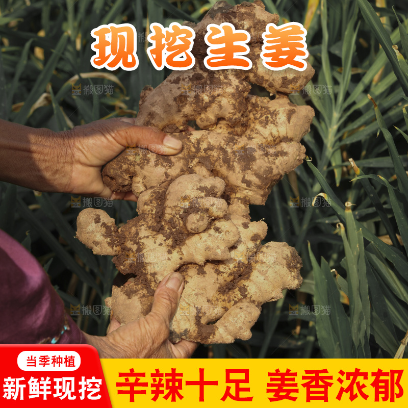 生姜