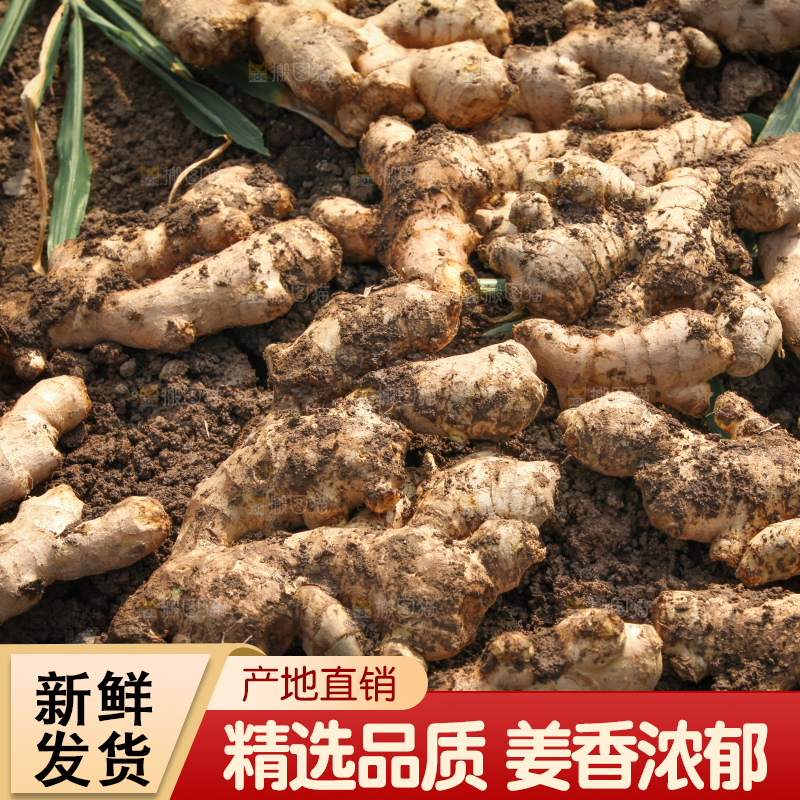 生姜